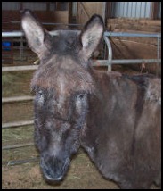 Amber Donkey at Spring Farm Cares